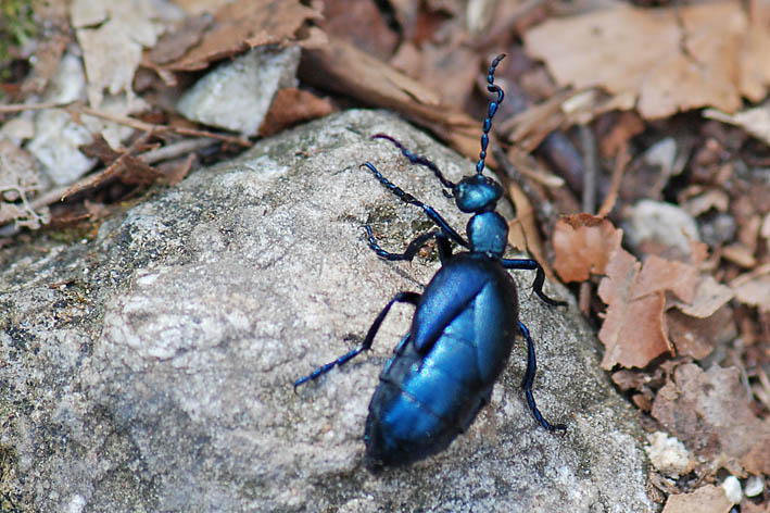 Meloe violaceus